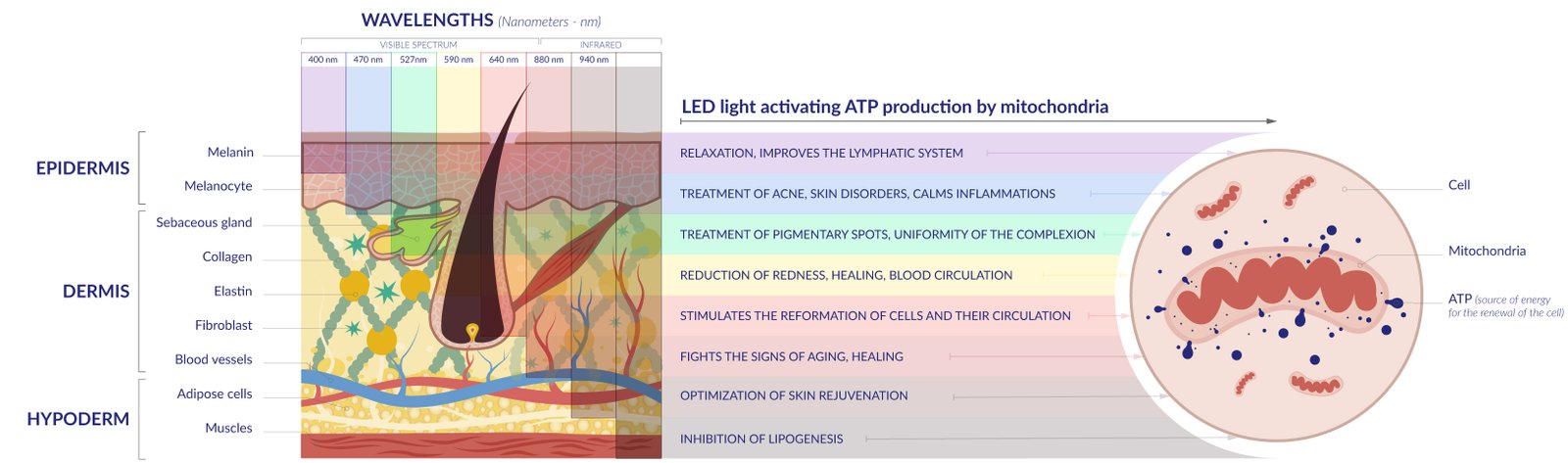 Acción de las distintas longitudes de onda en la terapia de luz LED