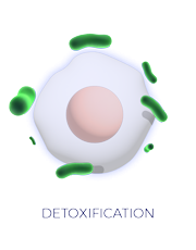detoxification