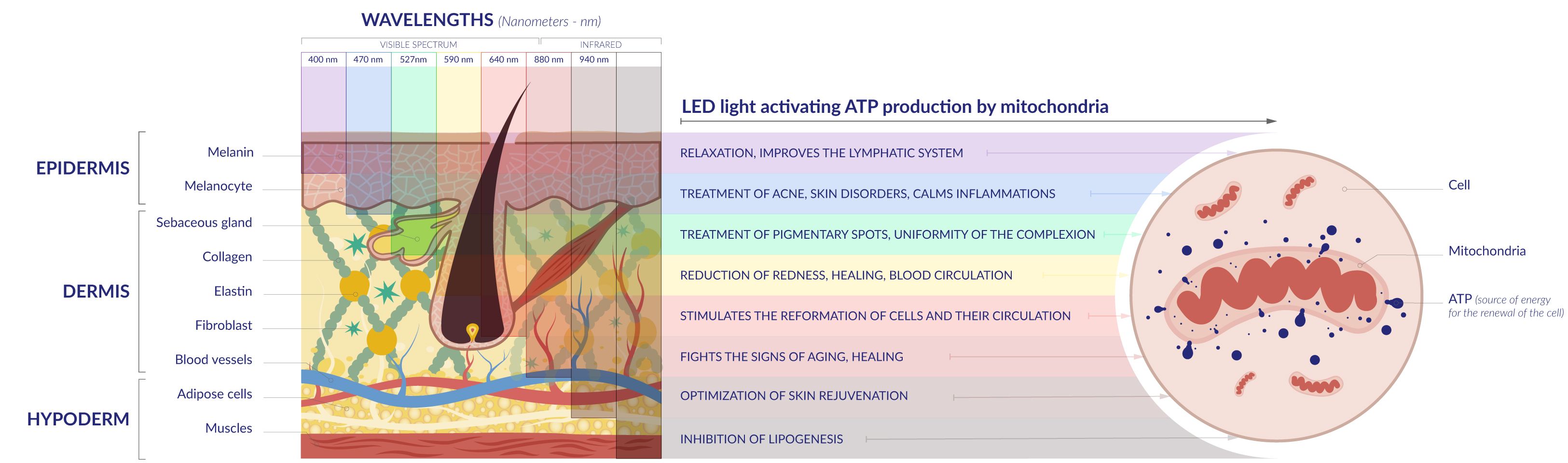 action of differents wavelenght led light therapy pbm