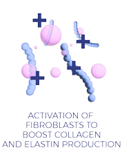boost collagene and elastin production